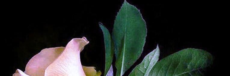 memohtarma's profile banner image