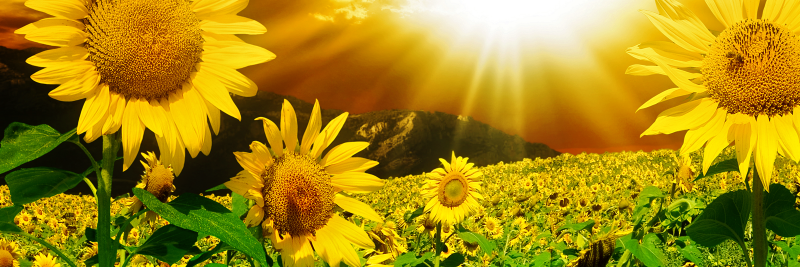widia24081's profile banner image
