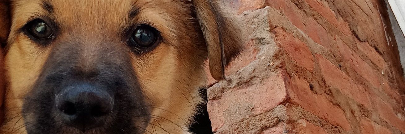 petru0842's profile banner image