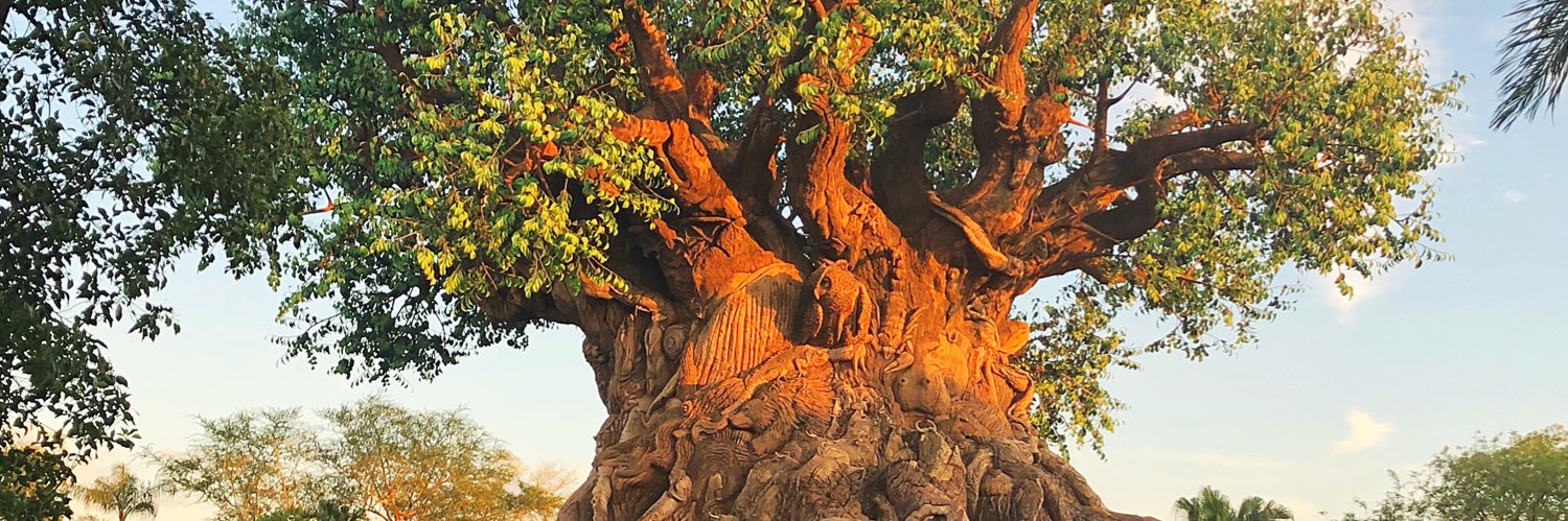 KoalaPhoenix's profile banner image