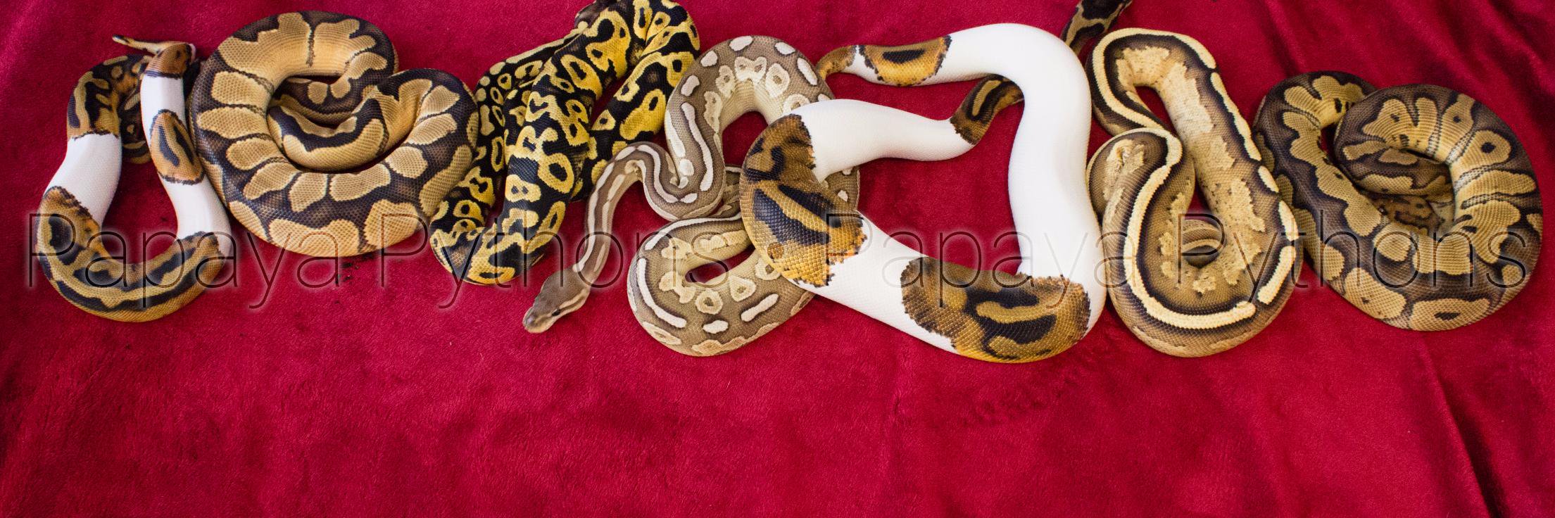 PapayaPythons's profile banner image