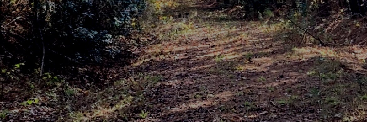 Robby Seemann banner