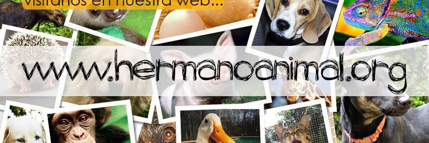 Hermano_Animal's profile banner image