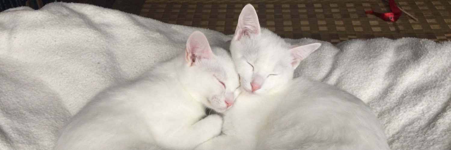 nekoiro_'s profile banner image