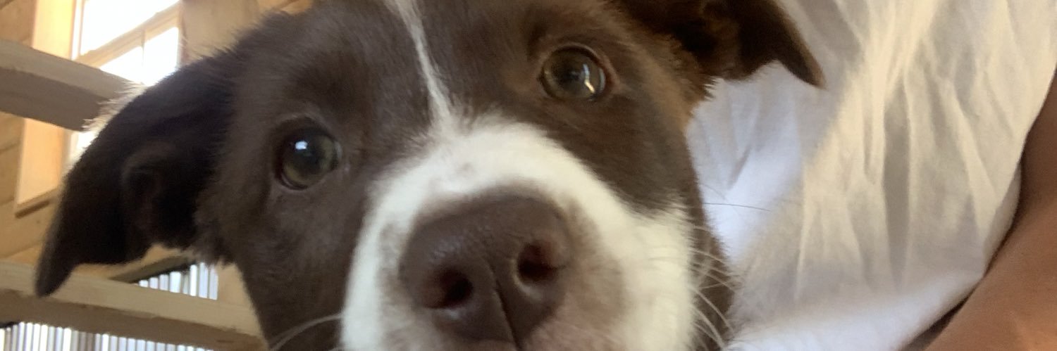 ZacMeng's profile banner image