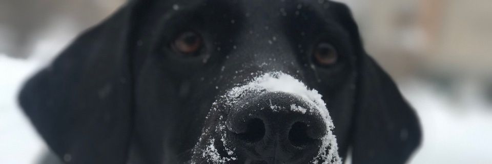 ~*heidi*~ banner