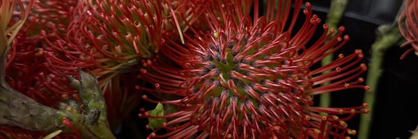 mousejesus420 Profile Banner