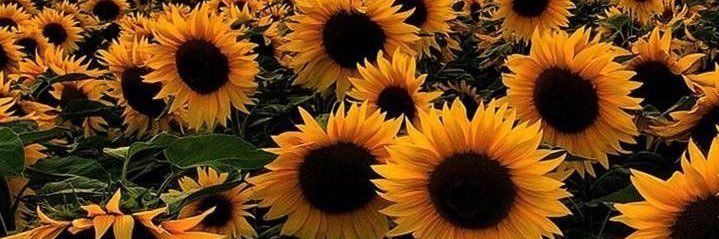 Ashlee_Foreman's profile banner image