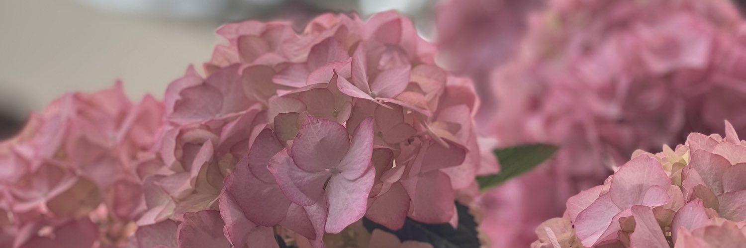 backwardhannah's profile banner image