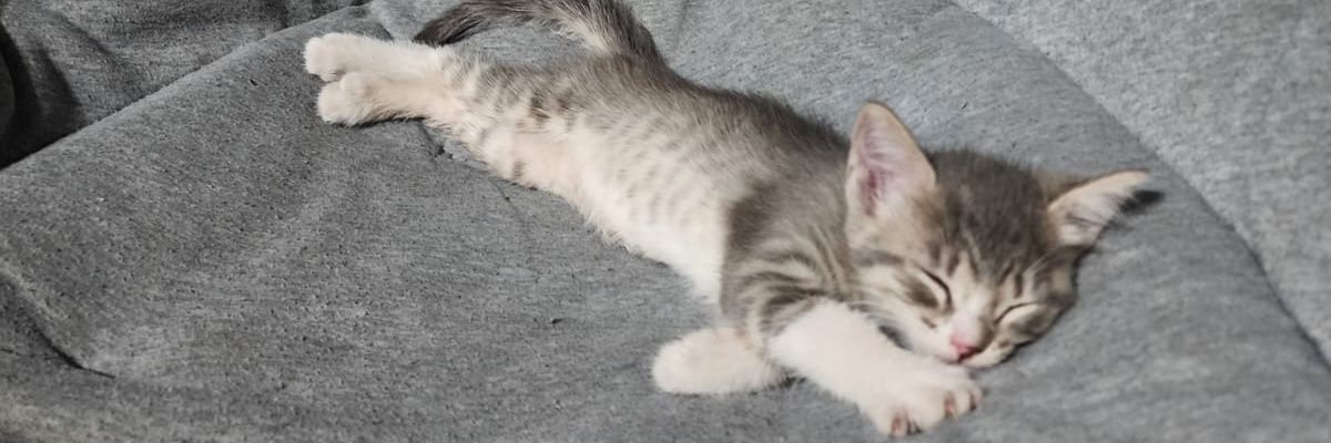 dulceacevesc's profile banner image