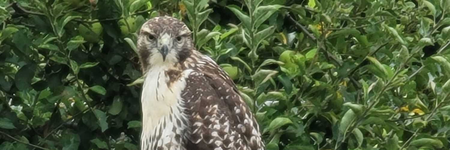 gypsyhippi's profile banner image