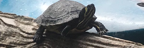 LowBracecom Profile Banner