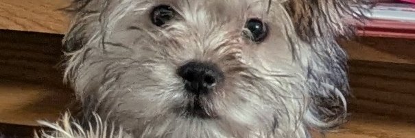 Kate 🇺🇸🌟💖🌸🌺🌷🙏 banner