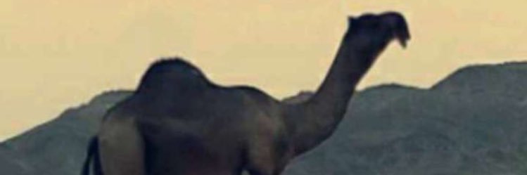 trki1982's profile banner image