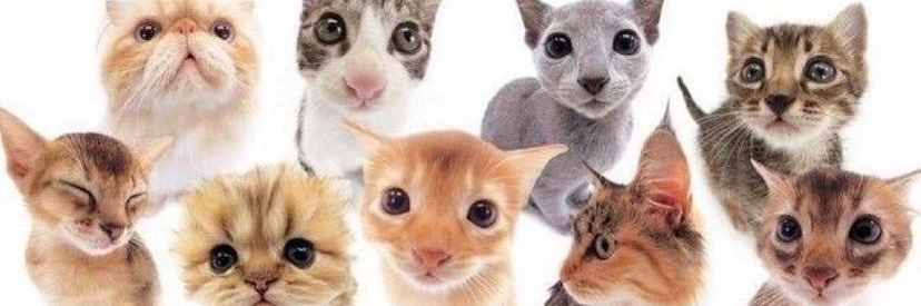cassundot's profile banner image