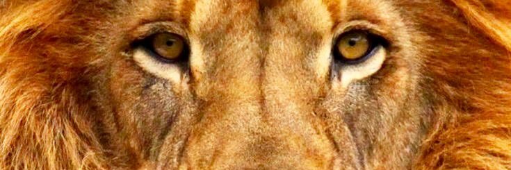 KingTrellyJay's profile banner image