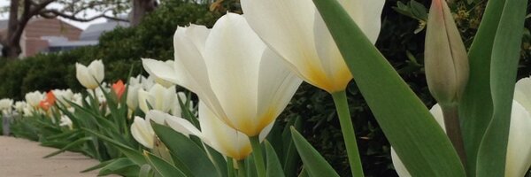 haneycech Profile Banner