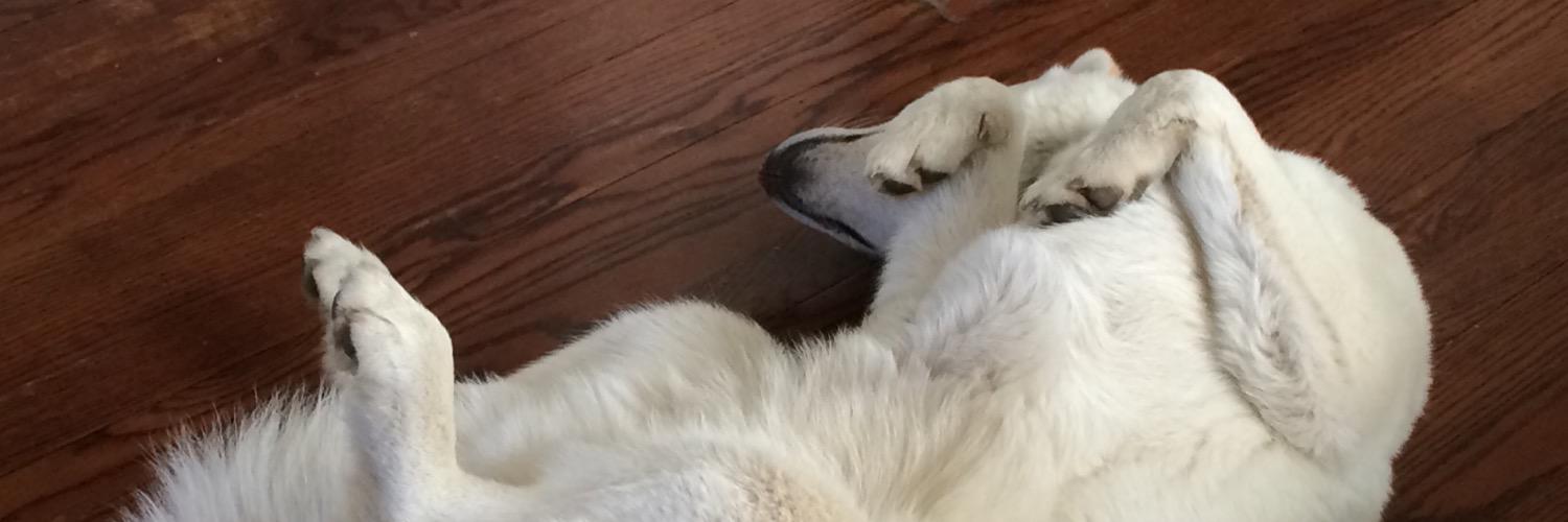 stevecoy's profile banner image