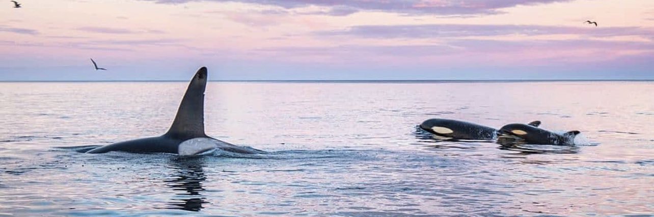 immyunderwater's profile banner image