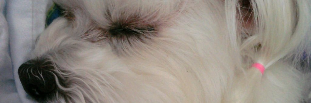 PuppyOverFlower's profile banner image
