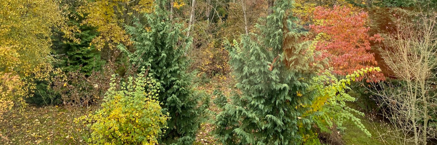 It’s Raining 🍁s banner