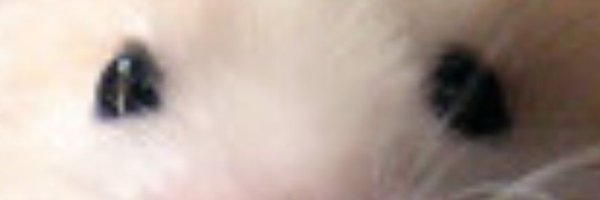 Beets911 Profile Banner