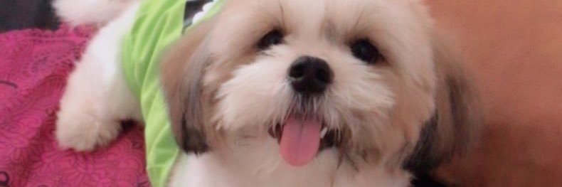 tolentinomryel's profile banner image