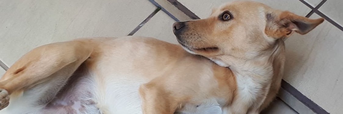 victorprusch_'s profile banner image