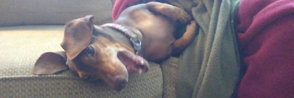 dog_interrupted's profile banner image