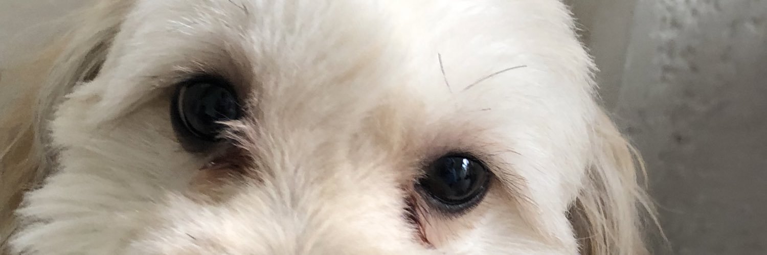 kmlloren's profile banner image