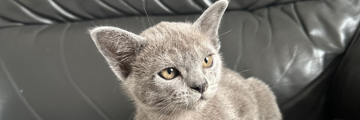 CHOOSE LOVE 🌹 banner