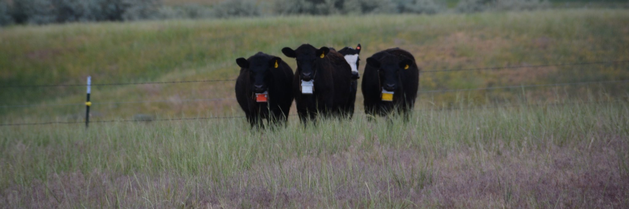 Mitch Stephenson banner