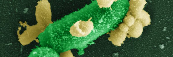 BatbilegBor Profile Banner