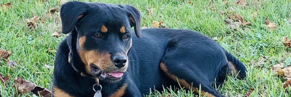 dallasfenwick's profile banner image