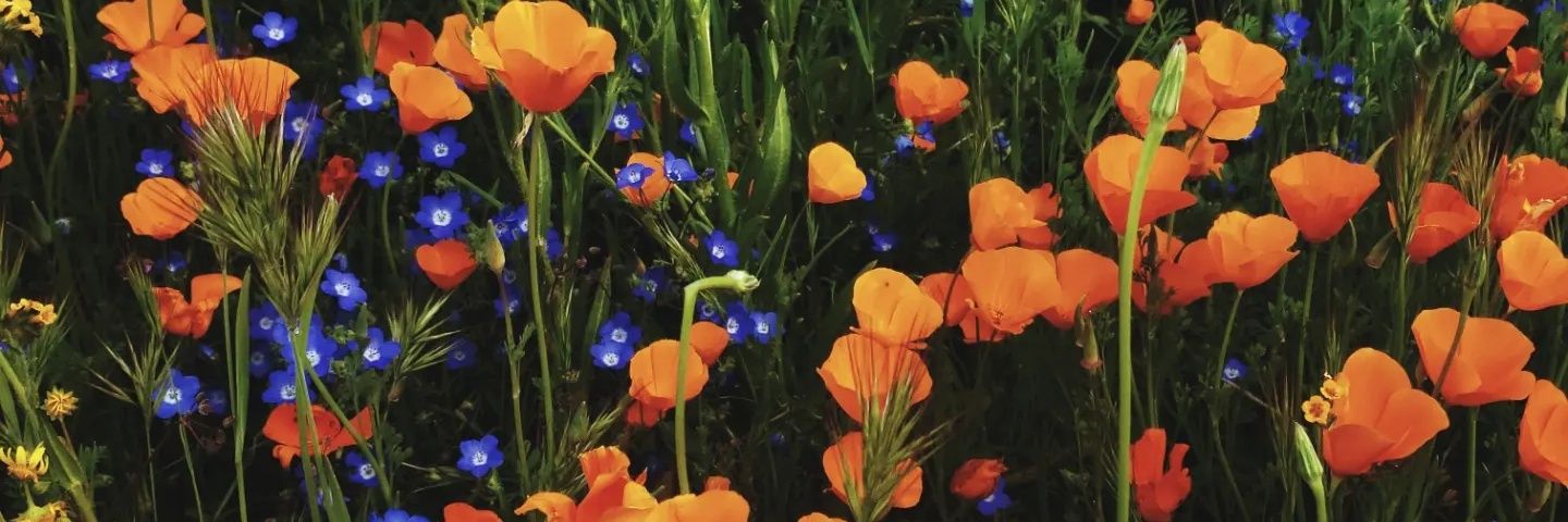 Malibluu's profile banner image