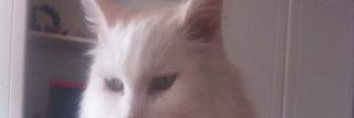 InkyImp's profile banner image