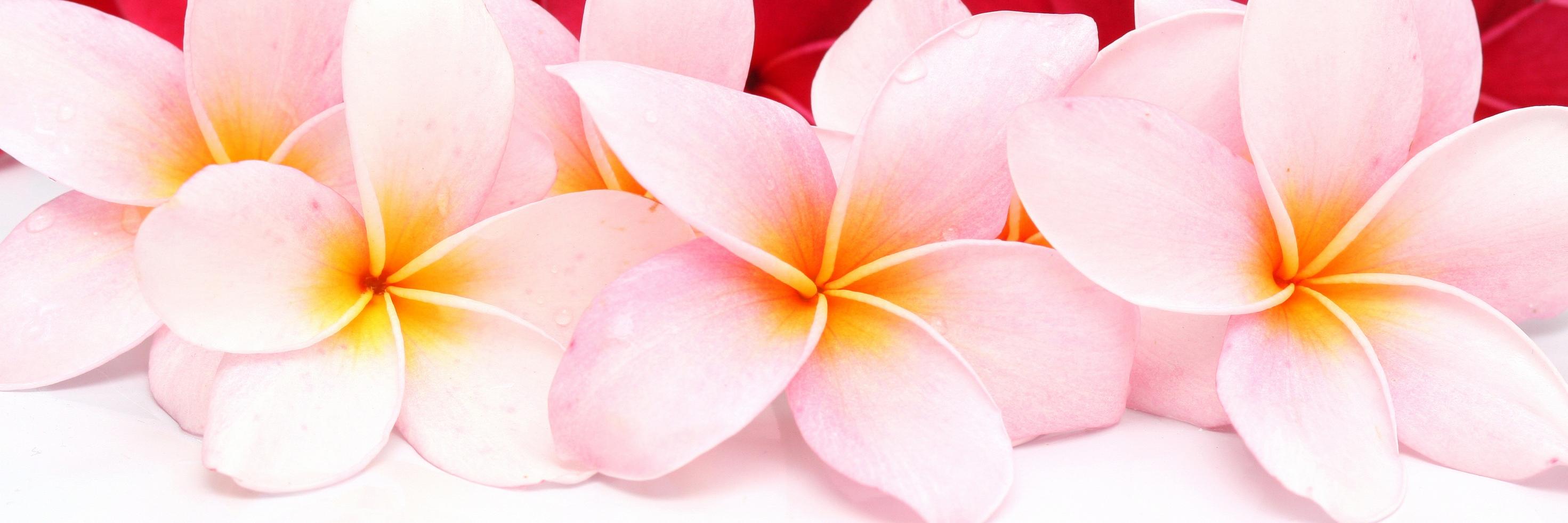 blossom_nc's profile banner image