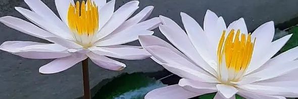 Cosmo banner