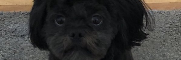 angelnext2u's profile banner image