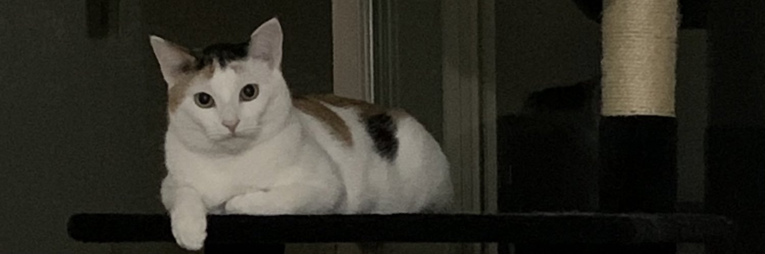 FatChubbyRat's profile banner image