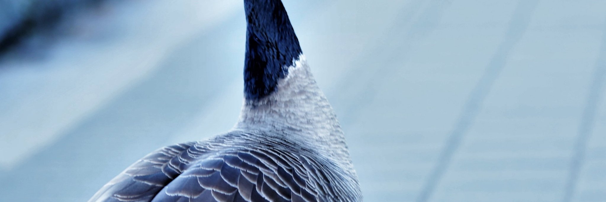 VoiceGuruji's profile banner image