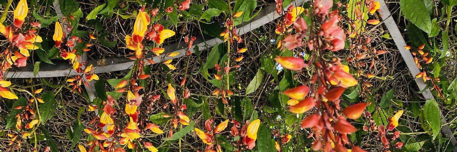 boducoscar's profile banner image