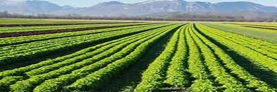 AVOrganicIndia's profile banner image