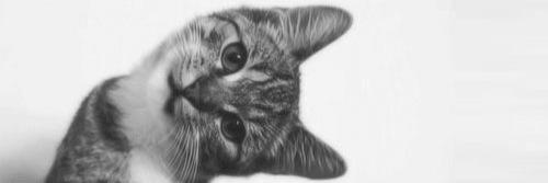 conscatx's profile banner image