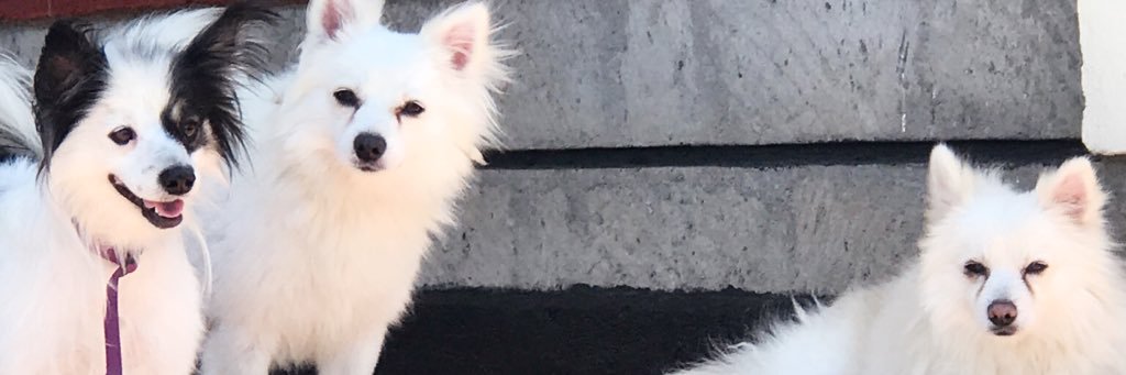 modipos's profile banner image