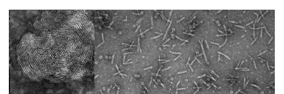 Jasna Rakonjac banner