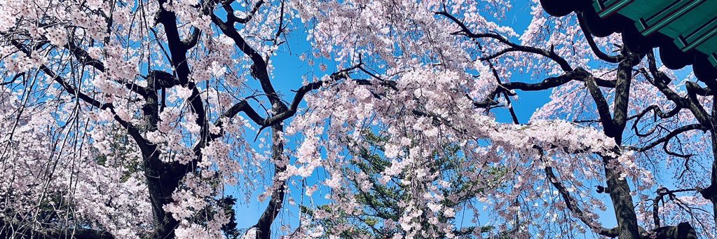 tulipnyang's profile banner image