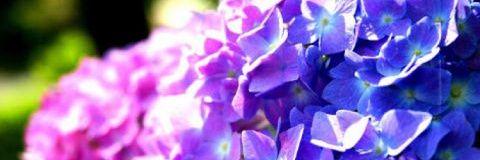 みかん banner