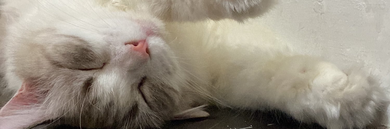 rosepokki's profile banner image