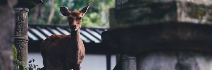 zhanshaodon's profile banner image